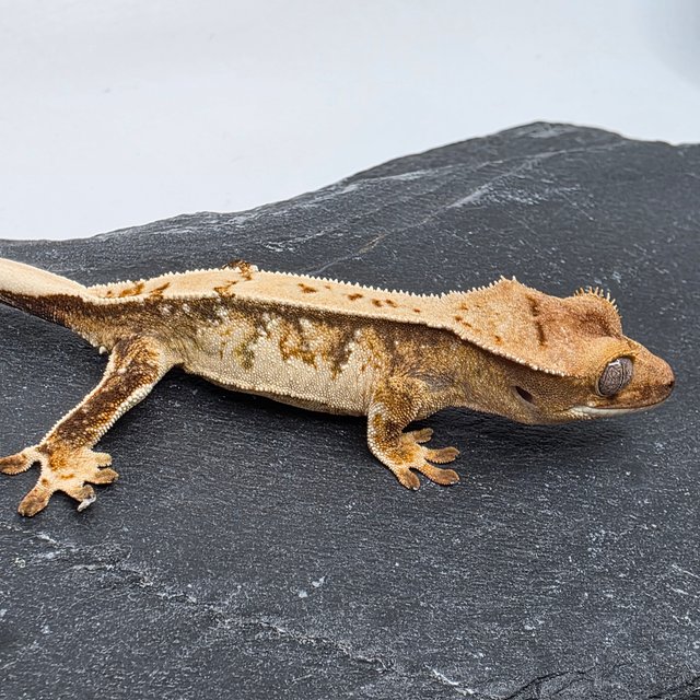 100% Het Chocho Drippy