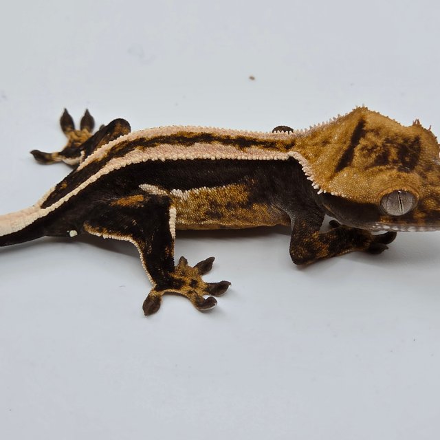 Super Stripe Empty Back