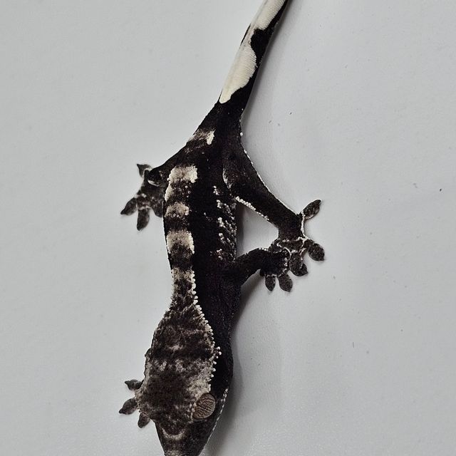 아잔틱
