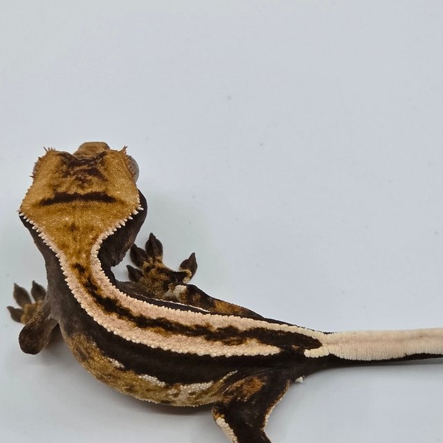 Super Stripe Empty Back