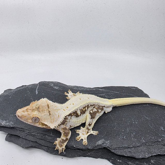 릴리화이트 릴리100%헷아잔틱