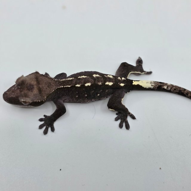 아잔틱 화이트포트홀 화이트스팟