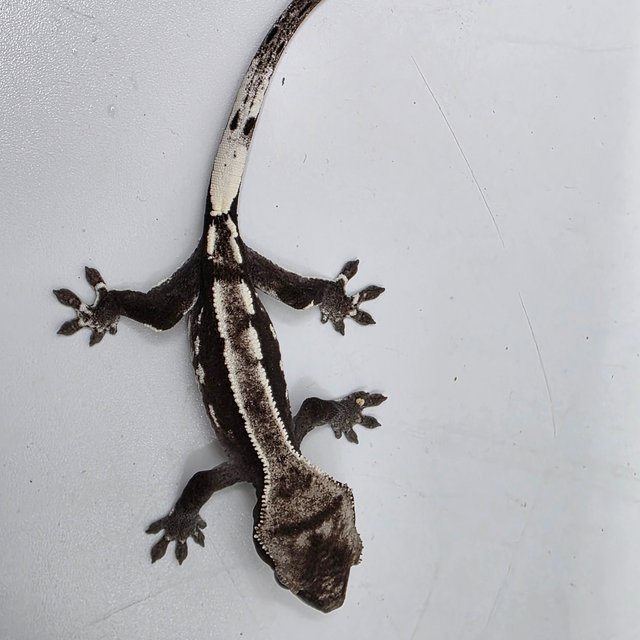 Axanthic White Spot White Crown White Pin