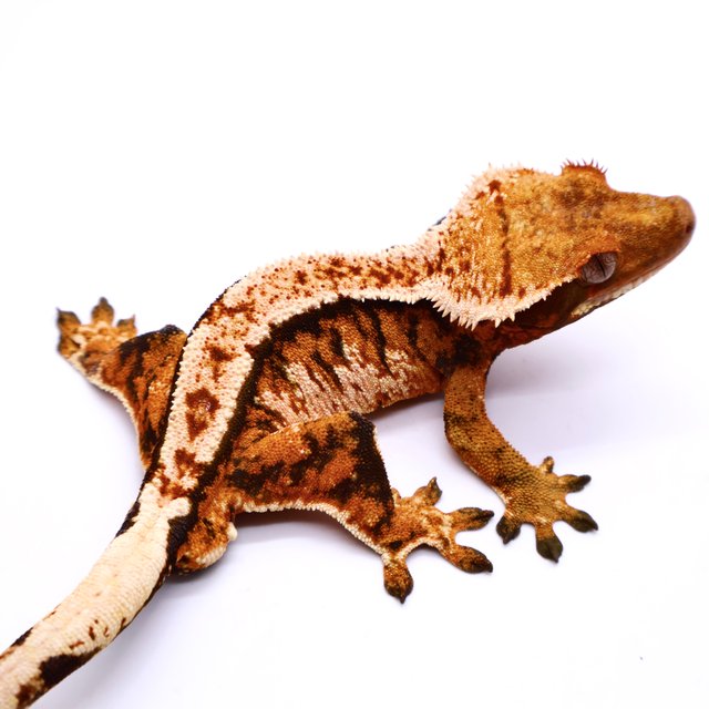 Barb Tri White Tangerine