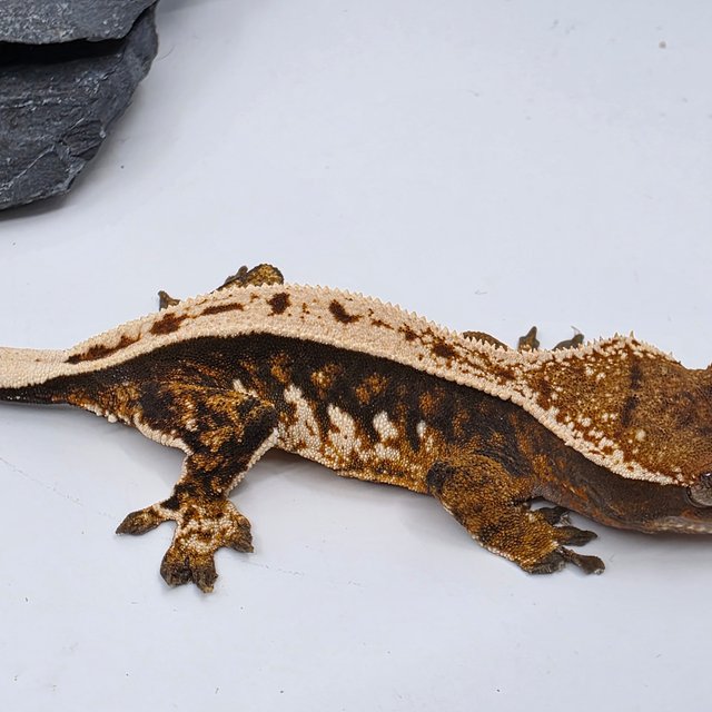 White Pin Tangerine Full Pinstripe