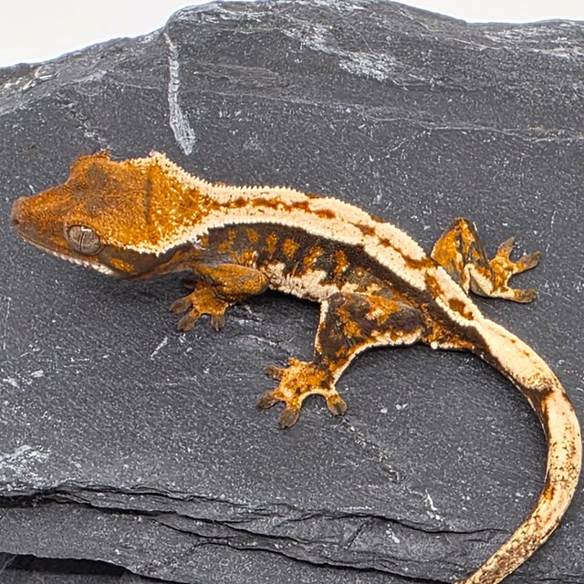 Tri Tangerine White Pin Full Pinstripe