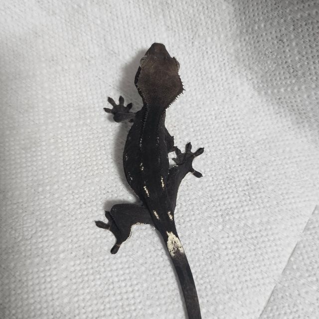 아잔틱