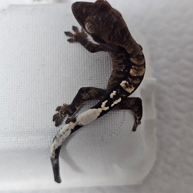 카푸치노