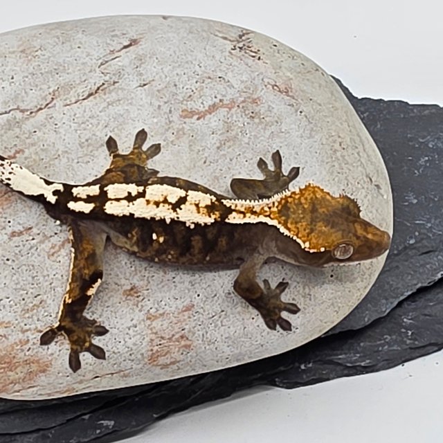 Sable 100% Het Axanthic