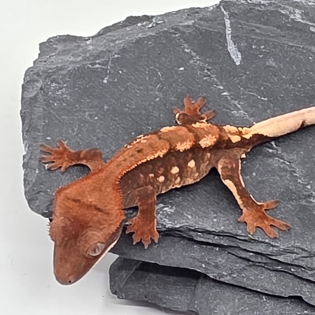 초초 화이트포트홀 화이트스팟