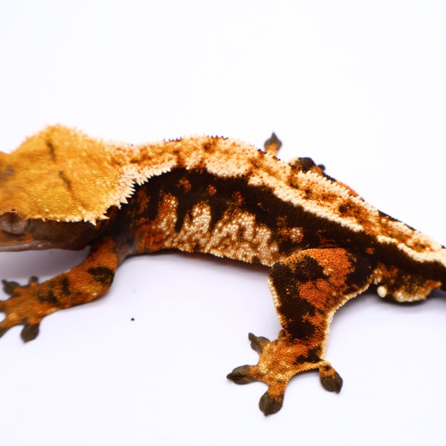 트라이 텐저린 바브