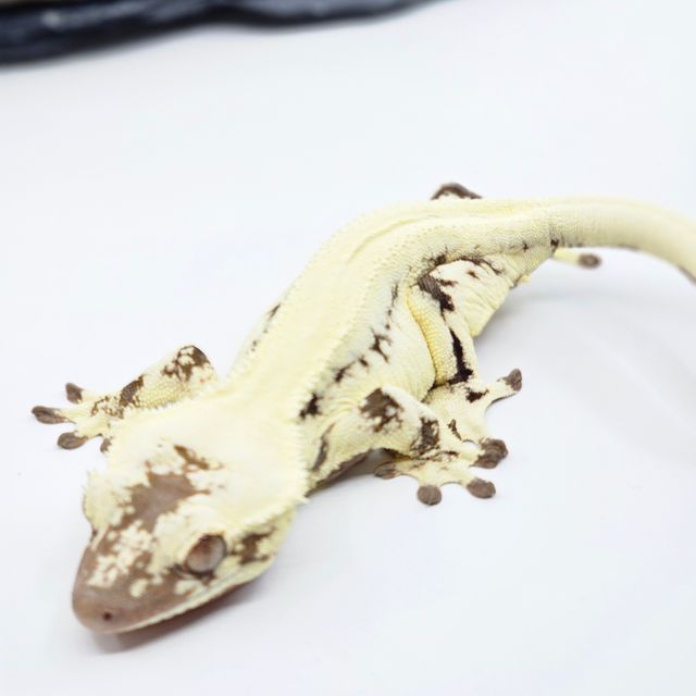프라푸치노