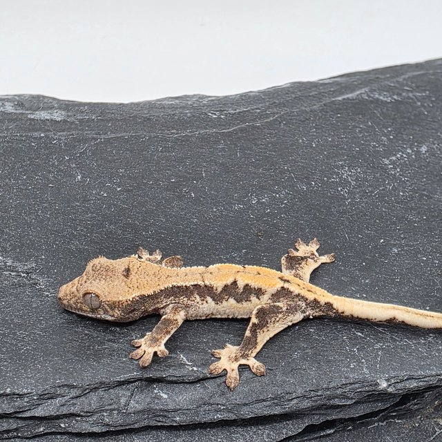 100% Het Axanthic LW Sable