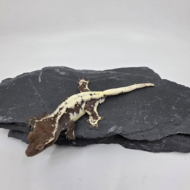 Sable LW Sable Axanthic Lilly Axanthic