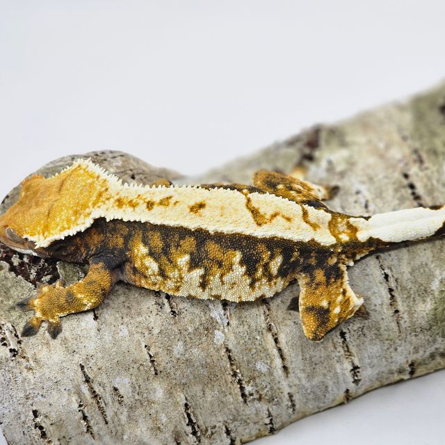 트라이 화이트스팟 화이트포트홀 텐저린