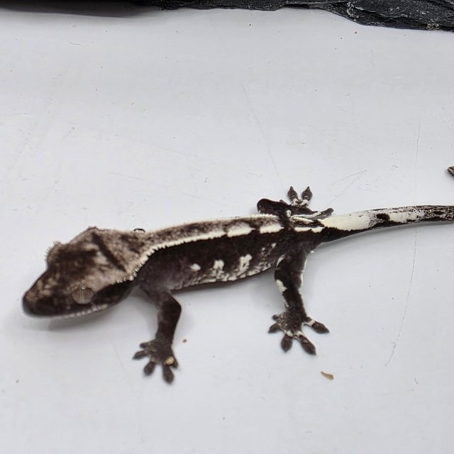 Axanthic White Spot White Crown White Pin