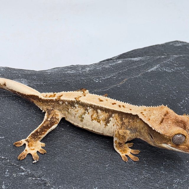 100% Het Chocho Drippy