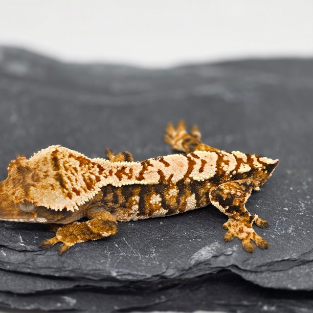 트라이 화이트크라운