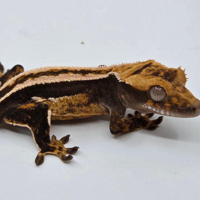 Super Stripe Empty Back