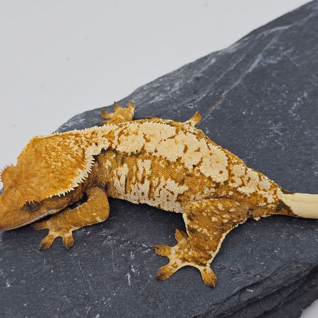 화이트스팟 드리피 크림시클