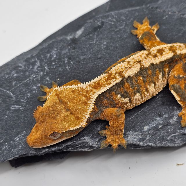 트라이 익스트림할리퀸 텐저린 바브