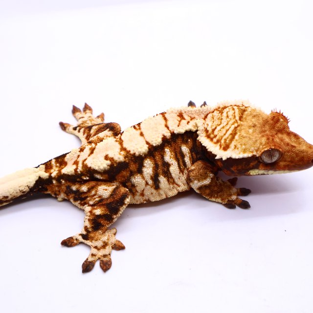 Tri White Pin Extreme Harlequin White