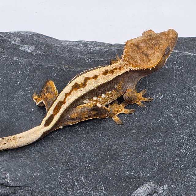 100%헷아잔틱 엠티백 풀핀