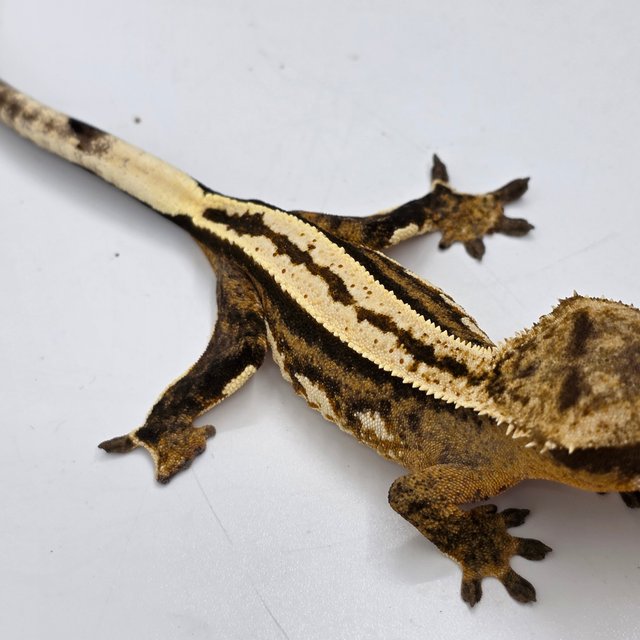 100% Het Axanthic Super Stripe Empty Back