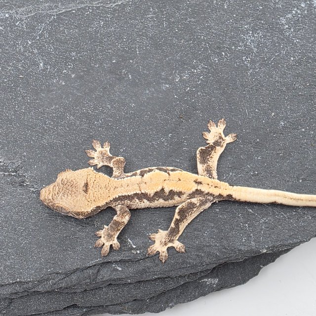 100% Het Axanthic LW Sable