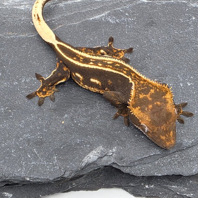 100% Het Axanthic Empty Back Full Pinstripe