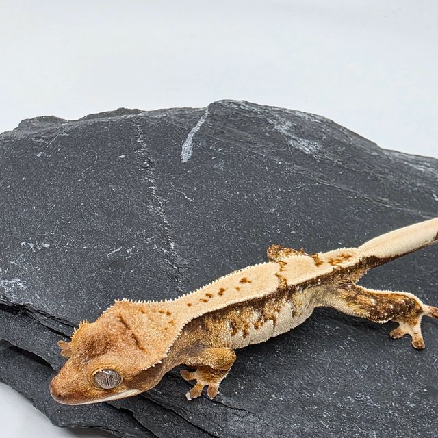 100% Het Chocho Drippy