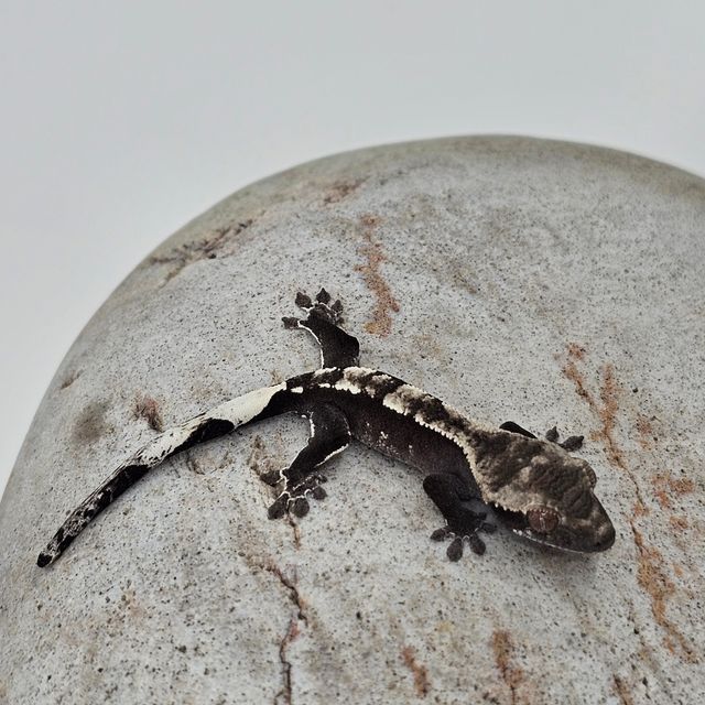 아잔틱
