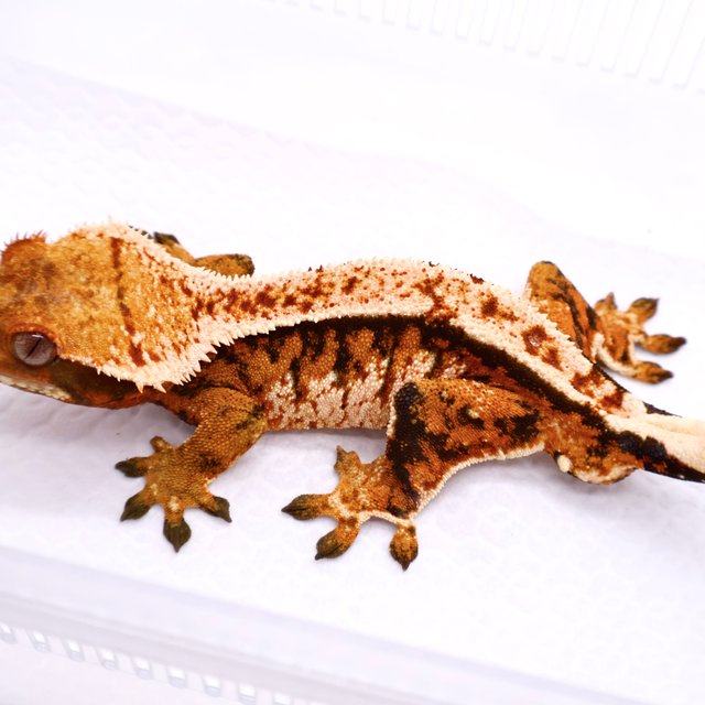 Barb Tri White Tangerine