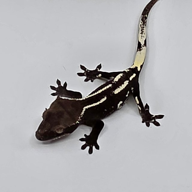 아잔틱 화이트핀