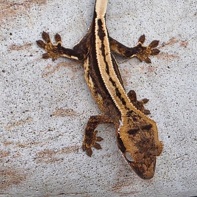 100%헷아잔틱 슈퍼스트라이프 엠티백