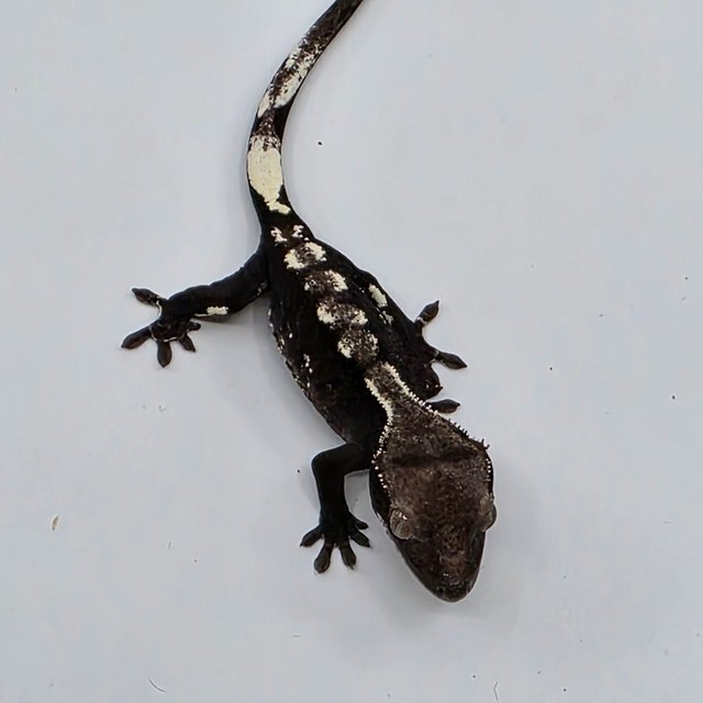 White Spot Axanthic White Porthole