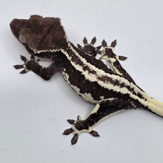 Lilly Axanthic Full Pinstripe