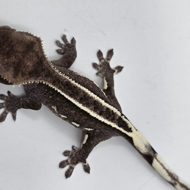 Pinstripe White Pin White Spot Axanthic