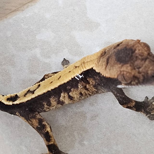 세이블