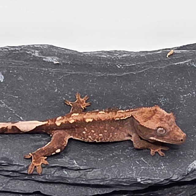 초초 화이트스팟