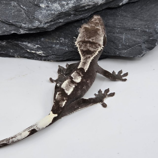 Sable Axanthic White