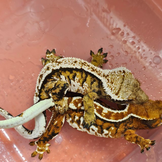 Barb White Pin Tangerine Moncosa Tri