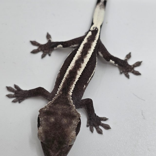Empty Back White Pin Axanthic