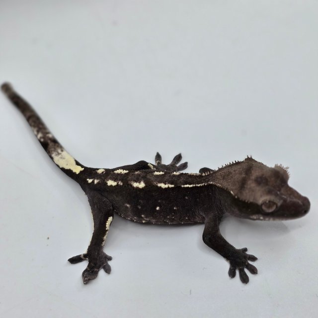 아잔틱 화이트포트홀 화이트스팟