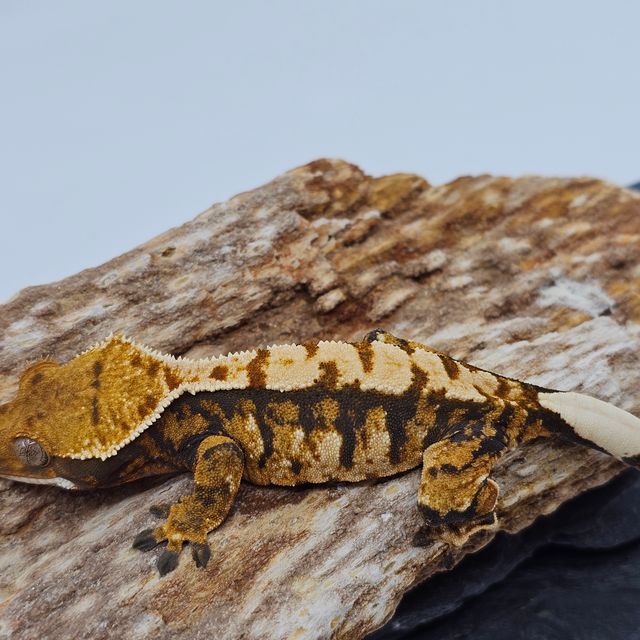 White Pin Tri Tangerine Barb