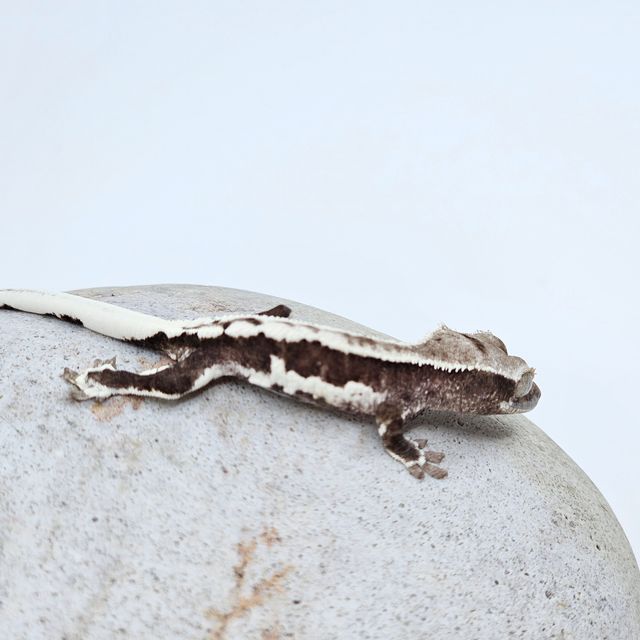 릴잔틱