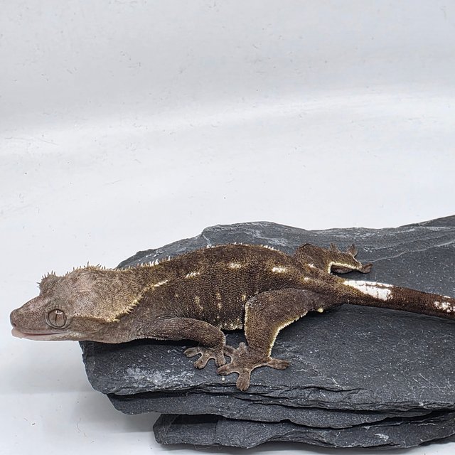 아잔틱 화이트포트홀