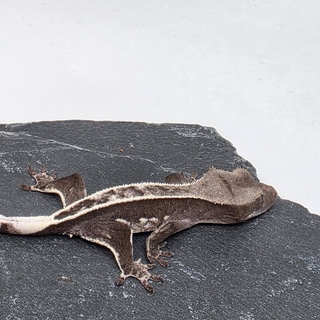 아잔틱 풀핀 쿼드 화이트