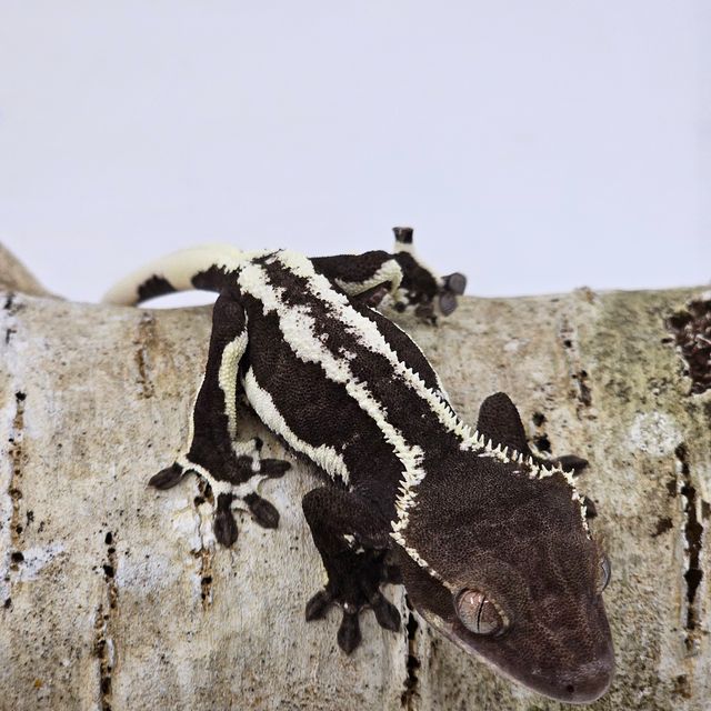 릴잔틱