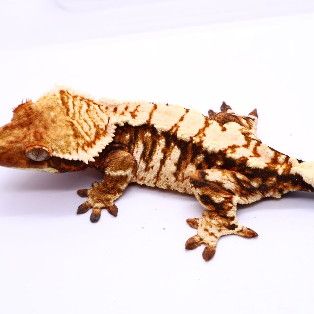 Tri White Pin Extreme Harlequin White